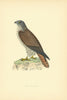 Honey Buzzard. Morris's British Birds. Antique colour print 1903 old