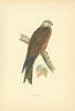 Black Kite. Morris's British Birds. Antique colour print 1903 old