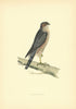 Sparrow-Hawk. Morris's British Birds. Antique colour print 1903 old