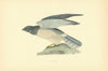 Hen Harrier. Morris's British Birds. Antique colour print 1903 old