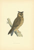 Long-eared Owl. Morris's British Birds. Antique colour print 1903 old