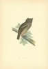 Scops-eared Owl. Morris's British Birds. Antique colour print 1903 old