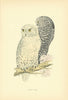 Snowy Owl. Morris's British Birds. Antique colour print 1903 old