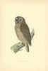 Tawny Owl. Morris's British Birds. Antique colour print 1903 old