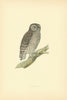 Little Owl. Morris's British Birds. Antique colour print 1903 old