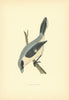 Grey Shrike. Morris's British Birds. Antique colour print 1903 old