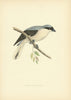 Lesser Grey Shrike. Morris's British Birds. Antique colour print 1903