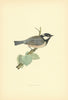 Cole Tit. Morris's British Birds. Antique colour print 1903 old