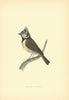 Crested Tit. Morris's British Birds. Antique colour print 1903 old