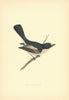Pied Flycatcher. Morris's British Birds. Antique colour print 1903 old