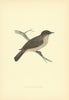 Spotted Flycatcher. Morris's British Birds. Antique colour print 1903