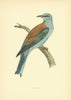 Roller. Morris's British Birds. Antique colour print 1903 old