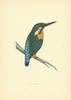 Kingfisher. Morris's British Birds. Antique colour print 1903 old
