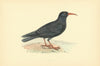 Chough. Morris's British Birds. Antique colour print 1903 old