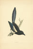 Magpie. Morris's British Birds. Antique colour print 1903 old