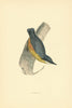 Nuthatch. Morris's British Birds. Antique colour print 1903 old