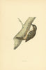 Creeper. Morris's British Birds. Antique colour print 1903 old