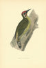 Green Woodpecker. Morris's British Birds. Antique colour print 1903 old