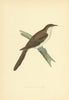 Yellow-billed Cuckoo. Morris's British Birds. Antique colour print 1903
