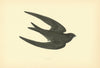 Swift. Morris's British Birds. Antique colour print 1903 old
