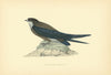 Spine-tailed Swallow. Morris's British Birds. Antique colour print 1903