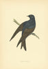 Purple Martin. Morris's British Birds. Antique colour print 1903 old