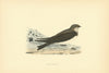 Sand Martin. Morris's British Birds. Antique colour print 1903 old