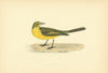 Yellow Wagtail. Morris's British Birds. Antique colour print 1903 old