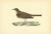 Tawny Pipit. Morris's British Birds. Antique colour print 1903 old