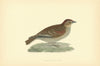 White-winged Lark. Morris's British Birds. Antique colour print 1903 old