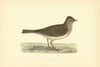 Sky Lark. Morris's British Birds. Antique colour print 1903 old
