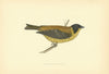 Black-headed Bunting. Morris's British Birds. Antique colour print 1903