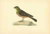 Ortolan. Morris's British Birds. Antique colour print 1903 old