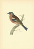 Chaffinch. Morris's British Birds. Antique colour print 1903 old