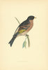 Mountain Finch. Morris's British Birds. Antique colour print 1903 old