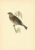 Linnet. Morris's British Birds. Antique colour print 1903 old