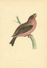 Parrot Crossbill. Morris's British Birds. Antique colour print 1903 old