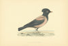 Rose-coloured Pastor. Morris's British Birds. Antique colour print 1903