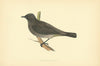 Gold-Vented Thrush. Morris's British Birds. Antique colour print 1903