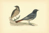 Blackstart. Morris's British Birds. Antique colour print 1903 old