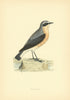 Wheatear. Morris's British Birds. Antique colour print 1903 old