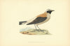 Black-throated Wheatear. Morris's British Birds. Antique colour print 1903