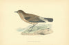 Isabelline Wheatear. Morris's British Birds. Antique colour print 1903