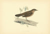 Savi's Warbler. Morris's British Birds. Antique colour print 1903 old