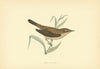 Reed Warbler. Morris's British Birds. Antique colour print 1903 old