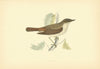 Nightingale. Morris's British Birds. Antique colour print 1903 old