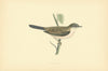 Whitethroat. Morris's British Birds. Antique colour print 1903 old