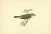 Chiff Chaff. Morris's British Birds. Antique colour print 1903 old