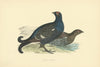 Black Grouse. Morris's British Birds. Antique colour print 1903 old