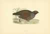 Partridge. Morris's British Birds. Antique colour print 1903 old